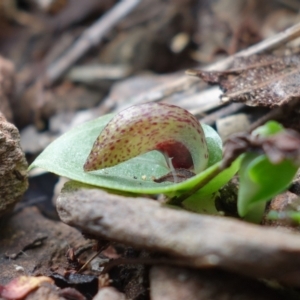 Corysanthes hispida at Brindabella, NSW - suppressed