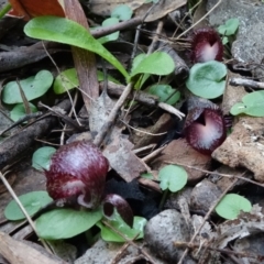 Corysanthes hispida at Brindabella, NSW - suppressed