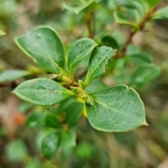 Coprosma hirtella at Cotter River, ACT - 28 Mar 2022