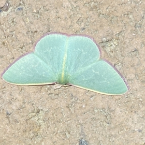 Chlorocoma vertumnaria at Jerrabomberra, NSW - 28 Mar 2022