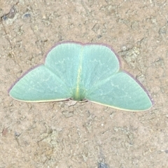 Chlorocoma vertumnaria at Jerrabomberra, NSW - suppressed