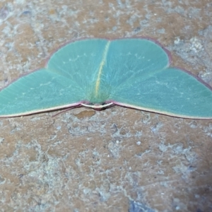 Chlorocoma vertumnaria at Jerrabomberra, NSW - 28 Mar 2022