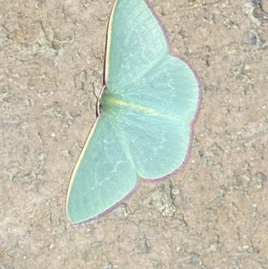 Chlorocoma vertumnaria at Jerrabomberra, NSW - suppressed