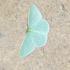 Chlorocoma vertumnaria at Jerrabomberra, NSW - 28 Mar 2022