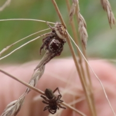 Opisthoncus sp. (genus) (Opisthoncus jumping spider) at Banksia Street Wetland Corridor - 28 Mar 2022 by RodDeb