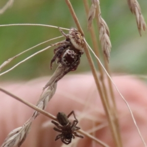 Opisthoncus sp. (genus) at O'Connor, ACT - 28 Mar 2022 12:50 PM