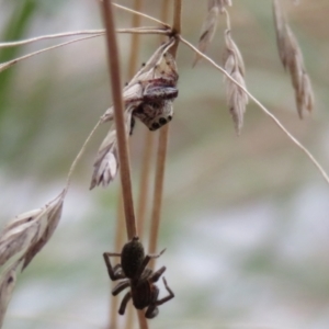 Opisthoncus sp. (genus) at O'Connor, ACT - 28 Mar 2022 12:50 PM