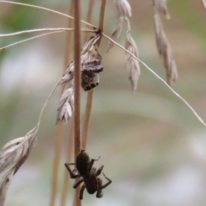 Opisthoncus sp. (genus) at O'Connor, ACT - 28 Mar 2022 12:50 PM