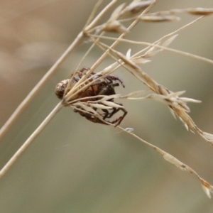 Opisthoncus sp. (genus) at O'Connor, ACT - 28 Mar 2022 12:50 PM