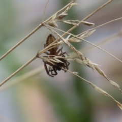 Phryganoporus candidus (Foliage-webbing social spider) at Banksia Street Wetland Corridor - 28 Mar 2022 by RodDeb