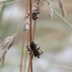 Phryganoporus candidus at O'Connor, ACT - 28 Mar 2022