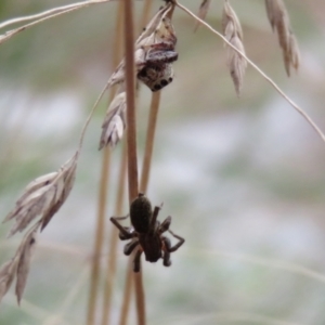 Phryganoporus candidus at O'Connor, ACT - 28 Mar 2022