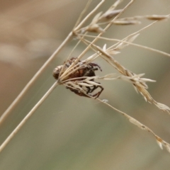 Phryganoporus candidus at O'Connor, ACT - 28 Mar 2022