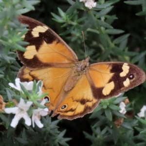 Heteronympha merope at O'Connor, ACT - 28 Mar 2022 01:10 PM