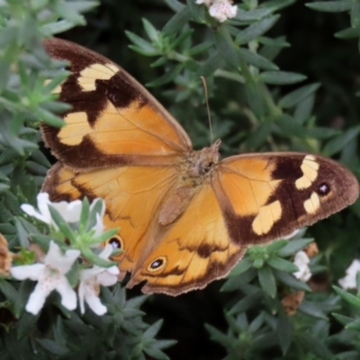 Heteronympha merope (Common Brown Butterfly) at Banksia Street Wetland Corridor - 28 Mar 2022 by RodDeb