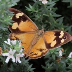 Heteronympha merope (Common Brown) at O'Connor, ACT - 28 Mar 2022 by RodDeb