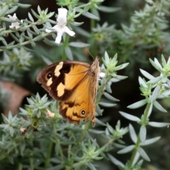 Heteronympha merope at O'Connor, ACT - 28 Mar 2022