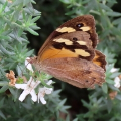 Heteronympha merope at O'Connor, ACT - 28 Mar 2022 01:10 PM