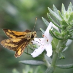 Ocybadistes walkeri (Green Grass-dart) at O'Connor, ACT - 28 Mar 2022 by RodDeb