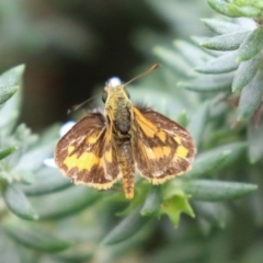 Ocybadistes walkeri at O'Connor, ACT - 28 Mar 2022