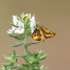 Ocybadistes walkeri at O'Connor, ACT - 28 Mar 2022