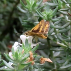 Ocybadistes walkeri at O'Connor, ACT - 28 Mar 2022