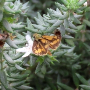 Ocybadistes walkeri at O'Connor, ACT - 28 Mar 2022