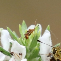 Sidnia kinbergi (Australian crop mirid) at Banksia Street Wetland Corridor - 28 Mar 2022 by RodDeb