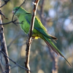 Polytelis swainsonii (Superb Parrot) at Banksia Street Wetland Corridor - 28 Mar 2022 by RodDeb