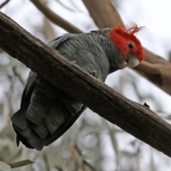 Callocephalon fimbriatum (Gang-gang Cockatoo) at O'Connor, ACT - 28 Mar 2022 by RodDeb