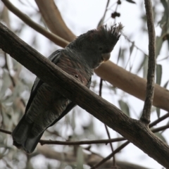 Callocephalon fimbriatum at O'Connor, ACT - 28 Mar 2022