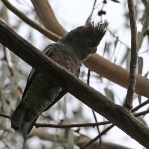 Callocephalon fimbriatum at O'Connor, ACT - 28 Mar 2022