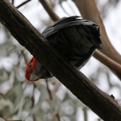 Callocephalon fimbriatum at O'Connor, ACT - suppressed