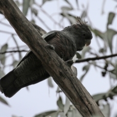 Callocephalon fimbriatum at O'Connor, ACT - suppressed