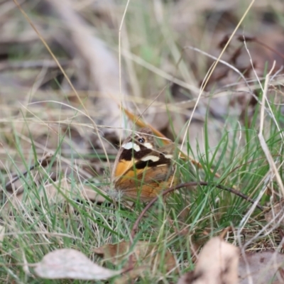 Heteronympha merope (Common Brown Butterfly) at Aranda Bushland - 27 Mar 2022 by JimL