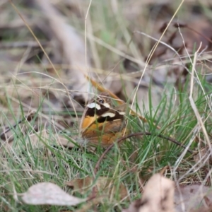 Heteronympha merope at Molonglo Valley, ACT - 27 Mar 2022 02:00 PM