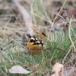 Heteronympha merope at Molonglo Valley, ACT - 27 Mar 2022 02:00 PM