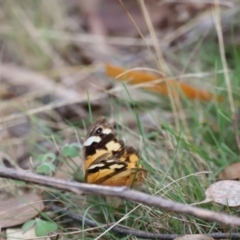 Heteronympha merope at Molonglo Valley, ACT - 27 Mar 2022 02:00 PM