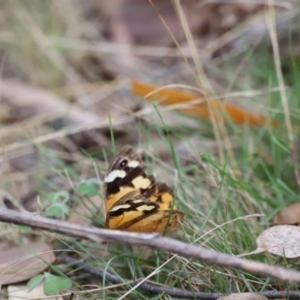 Heteronympha merope at Molonglo Valley, ACT - 27 Mar 2022 02:00 PM