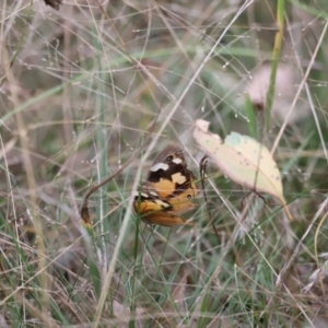 Heteronympha merope at Molonglo Valley, ACT - 27 Mar 2022 02:00 PM