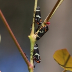 Eurymeloides pulchra (Gumtree hopper) at West Wodonga, VIC - 27 Mar 2022 by KylieWaldon