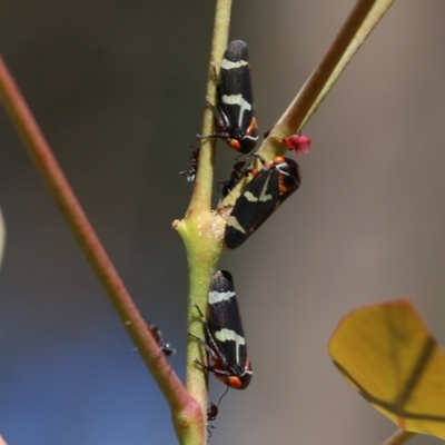 Eurymeloides pulchra (Gumtree hopper) at Felltimber Creek NCR - 26 Mar 2022 by KylieWaldon