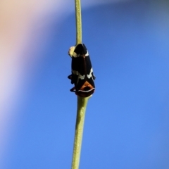 Eurymeloides pulchra at West Wodonga, VIC - 27 Mar 2022