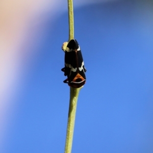 Eurymeloides pulchra at West Wodonga, VIC - 27 Mar 2022 09:21 AM