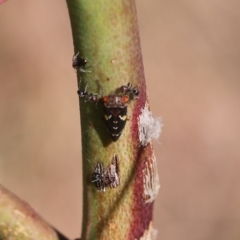Eurymeloides pulchra at West Wodonga, VIC - 27 Mar 2022 09:21 AM