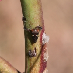 Eurymeloides pulchra at West Wodonga, VIC - 27 Mar 2022