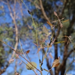 Eurymeloides pulchra at West Wodonga, VIC - 27 Mar 2022