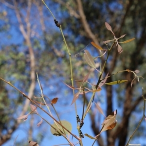 Eurymeloides pulchra at West Wodonga, VIC - 27 Mar 2022 09:21 AM