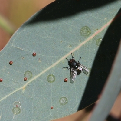 Calliphora sp. (genus) (Unidentified blowfly) at Wodonga - 26 Mar 2022 by KylieWaldon