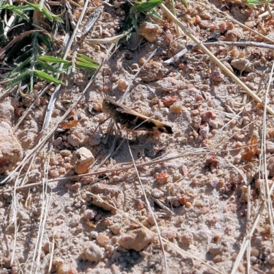 Gastrimargus musicus (Yellow-winged Locust or Grasshopper) at Wodonga - 26 Mar 2022 by KylieWaldon